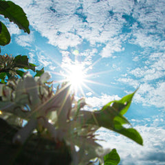 Freshness of Beans and Ageing Coffee