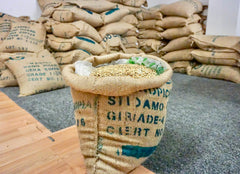 Freshness of Beans and Ageing Coffee
