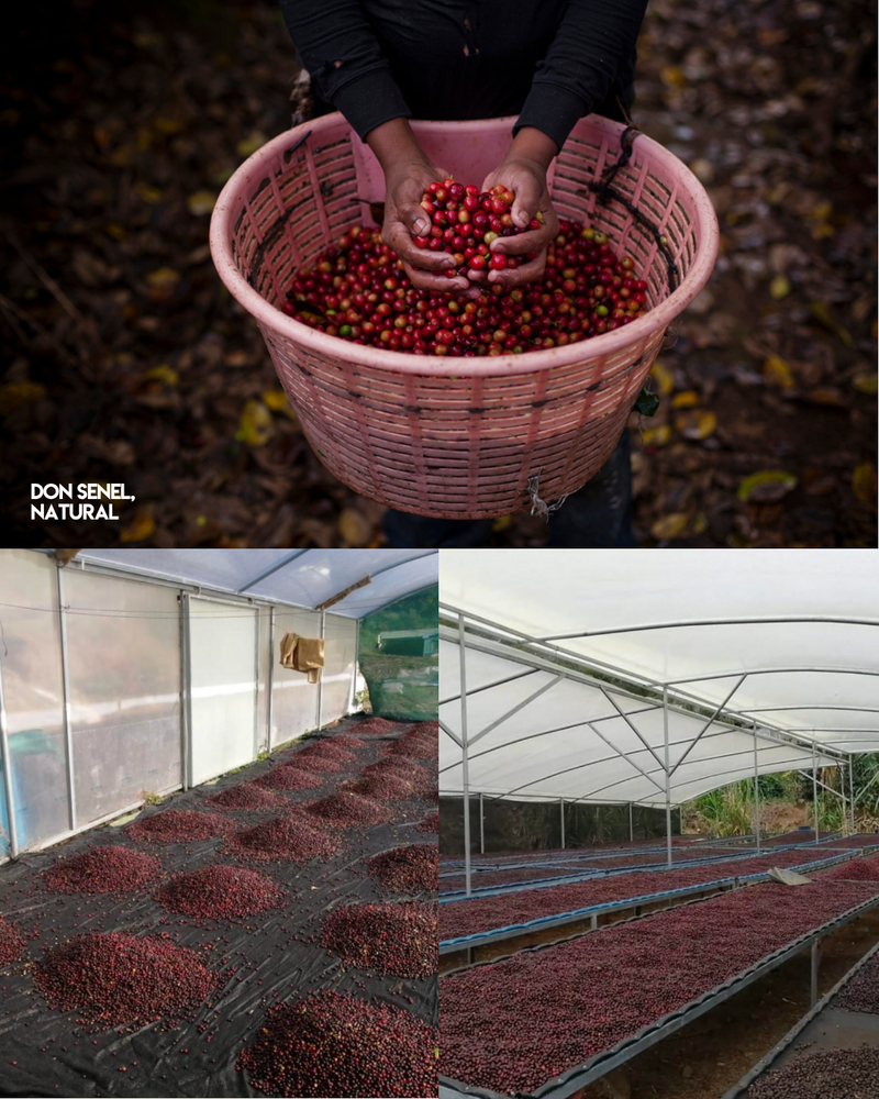 Costa Rica - Senel Campos - Meebz Coffee Roasters