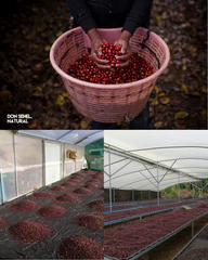 Costa Rica - Senel Campos - Meebz Coffee Roasters