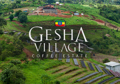 Ethiopia Geisha - Gesha Village RSV4,  Mossto Fermentation