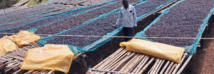 Ethiopia Gargari - Natural | Berry Blast