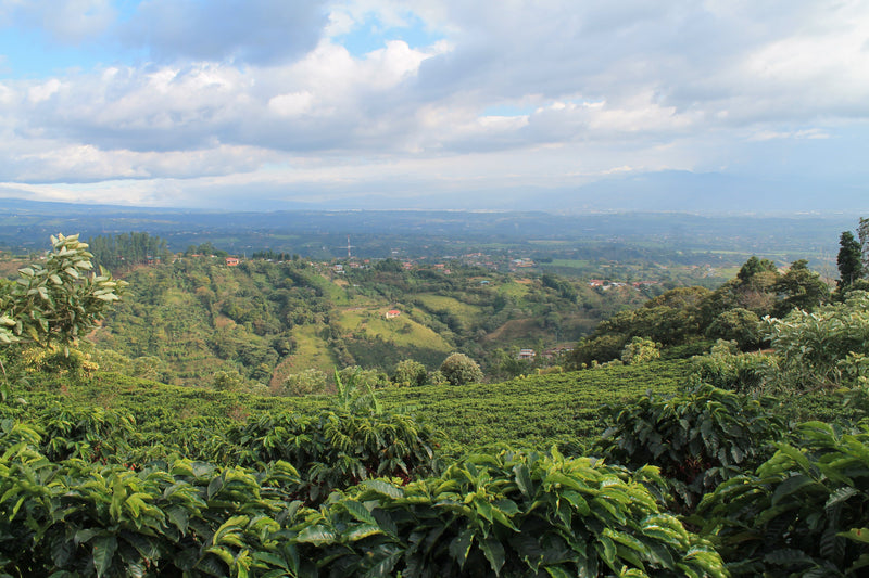 ethiopian coffee beans