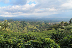 ethiopian coffee beans