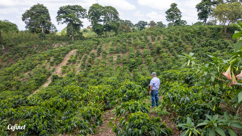 Colombia Jairo Arcila - Honey Rainbow Decaf
