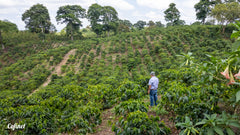 Colombia Jairo Arcila - Honey Rainbow Decaf