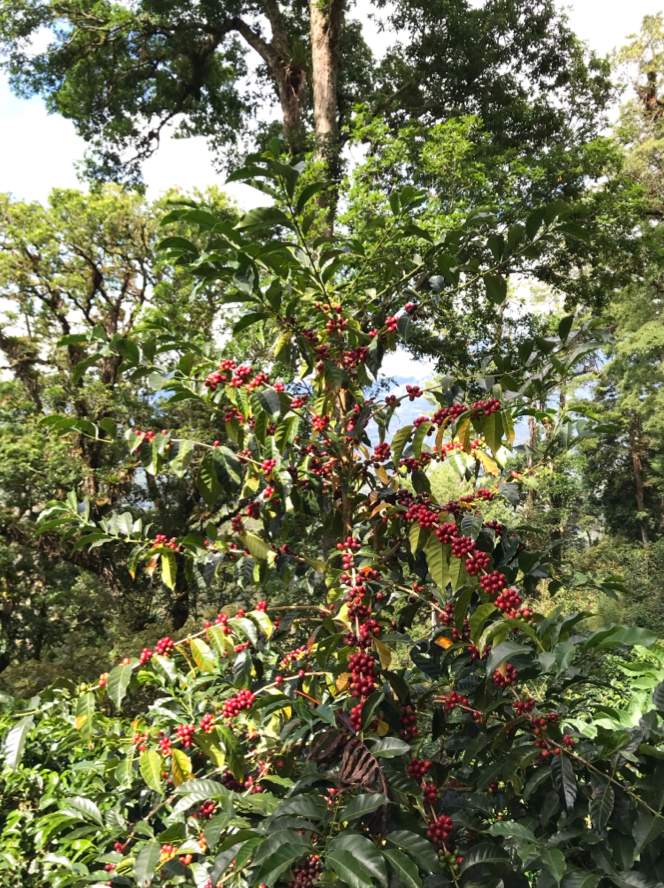 Panama Catuai - Big Jon Washed