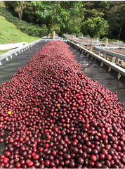 Panama Catuai - Big Jon Washed