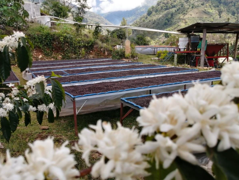 Costa Rica - Senel Campos - Meebz Coffee Roasters