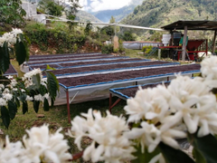 Costa Rica - Senel Campos - Meebz Coffee Roasters