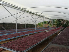 Costa Rica - Senel Campos - Meebz Coffee Roasters