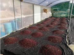 Costa Rica - Senel Campos - Meebz Coffee Roasters