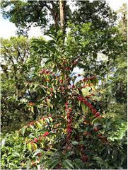Panama Catuai, Hacienda Barbara - Washed Omni