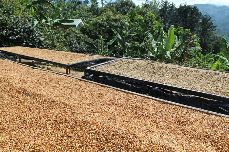 ethiopian coffee beans