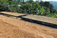 ethiopian coffee beans