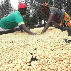 ethiopian coffee beans