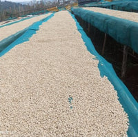 Ethiopia Gargari - Natural | Berry Blast