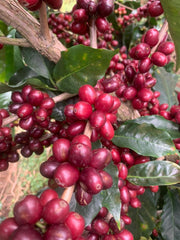 Costa Rica - Senel Campos - Meebz Coffee Roasters
