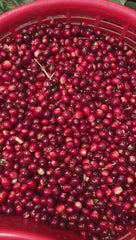 Costa Rica - Senel Campos - Meebz Coffee Roasters