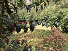 Panama Coffee Beans