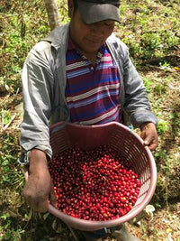 Panama Geisha - Hacienda Barbara Washed - Meebz Coffee Roasters